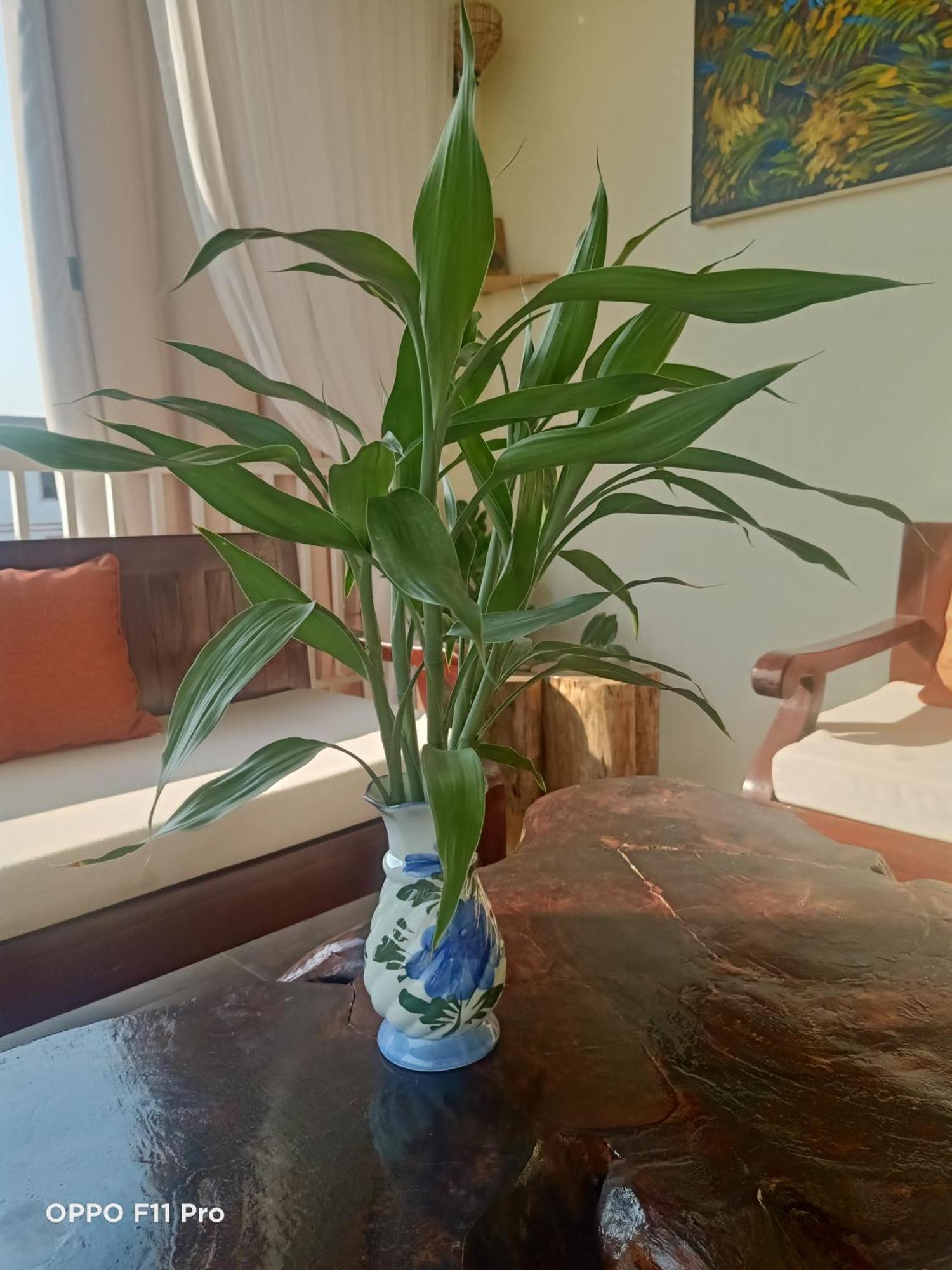 Homestay Yellow Natural House 暹粒 外观 照片