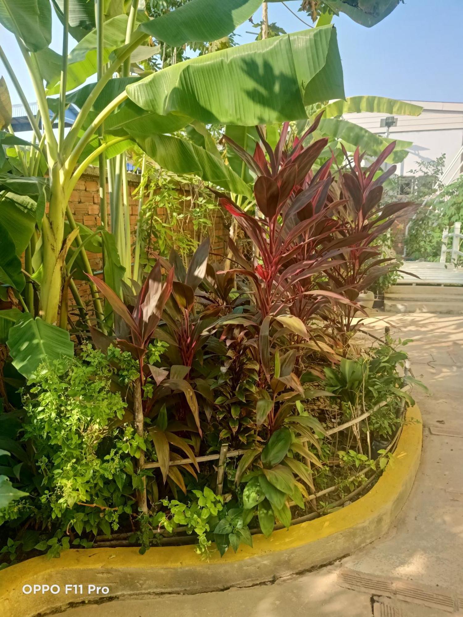 Homestay Yellow Natural House 暹粒 外观 照片